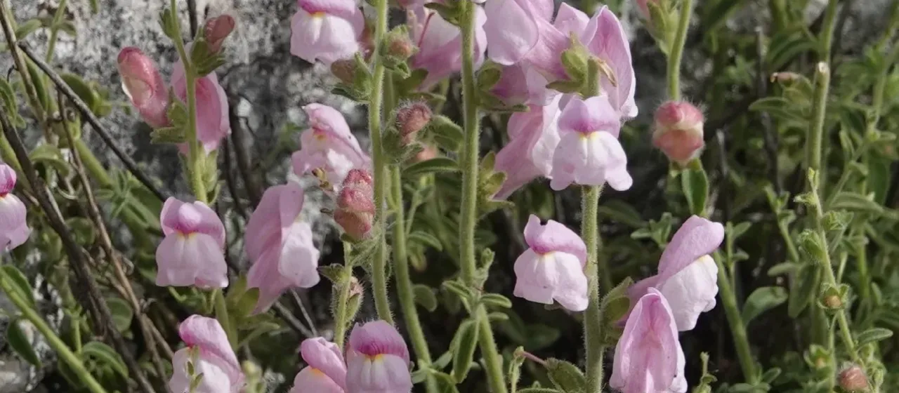 Antirrhinum hispanicum Chav.