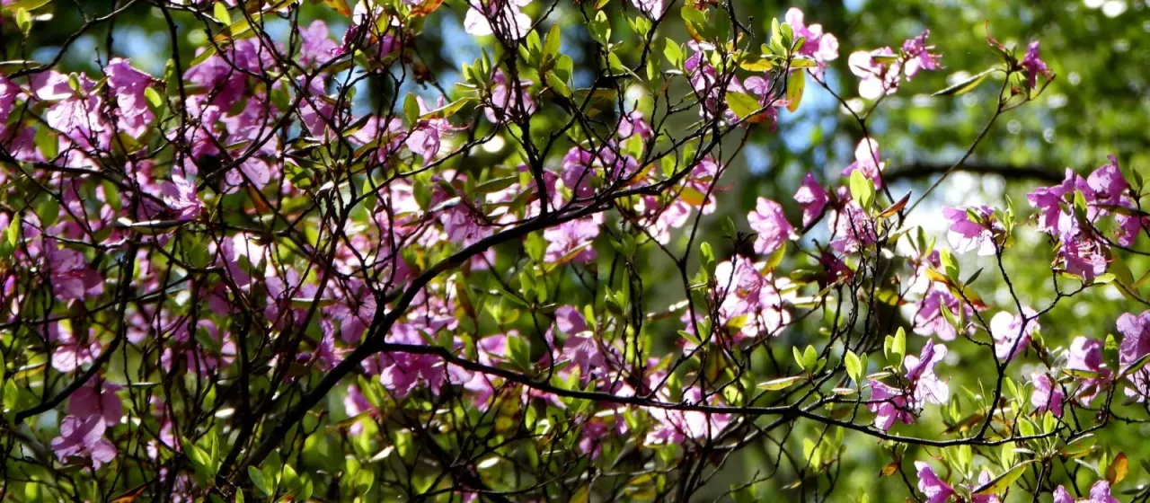 Ledebour's rhododendron