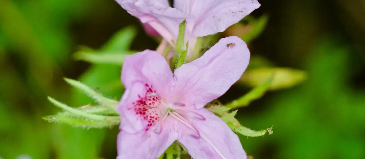 Rhododendron macrosepalum