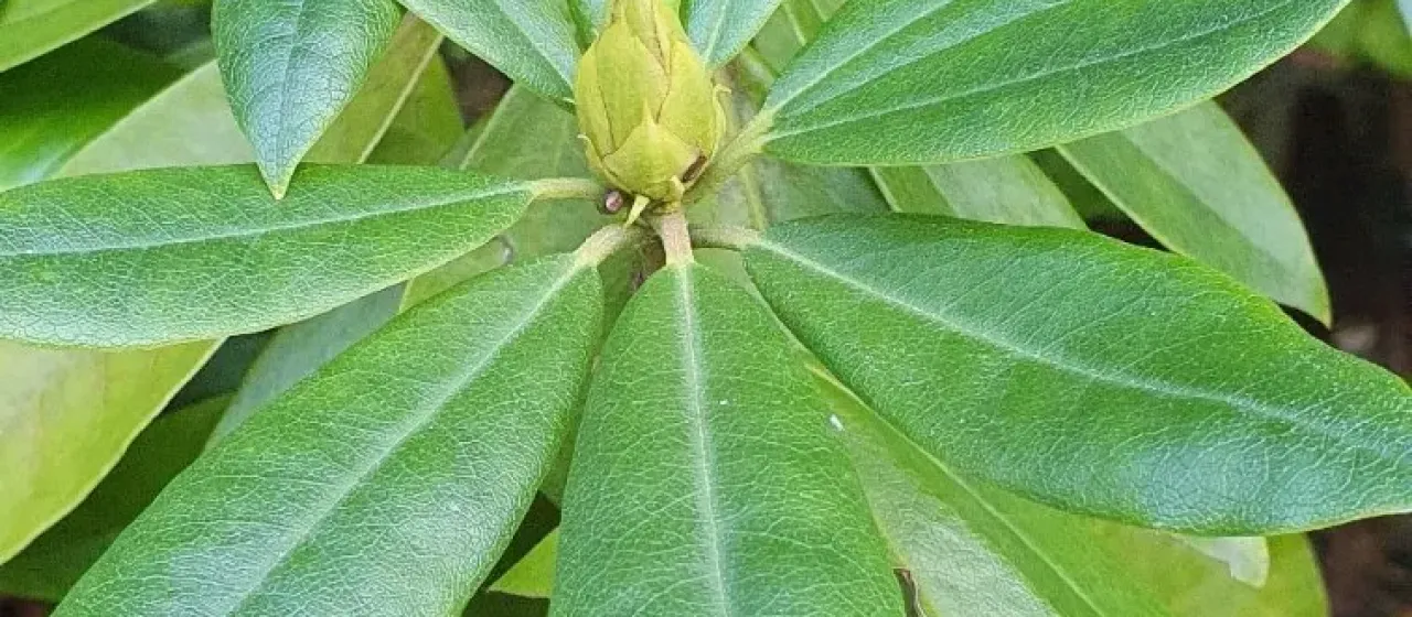Pontic rhododendron