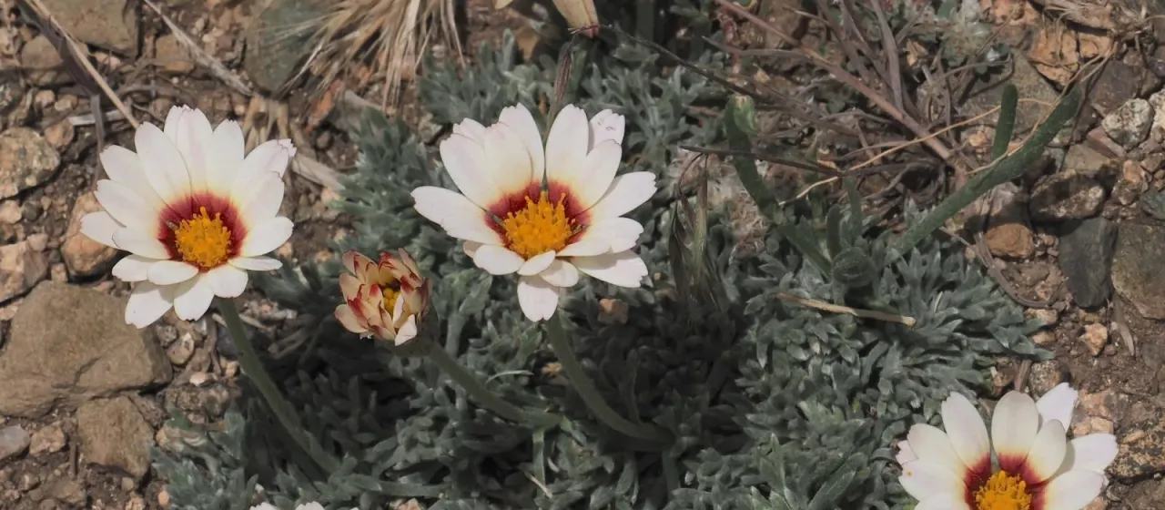 Rhodanthemum catananche