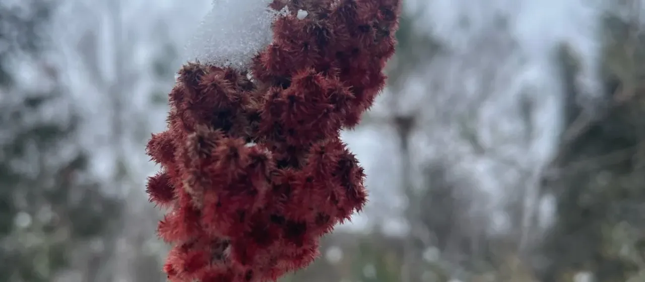 Staghorn sumac hybrid