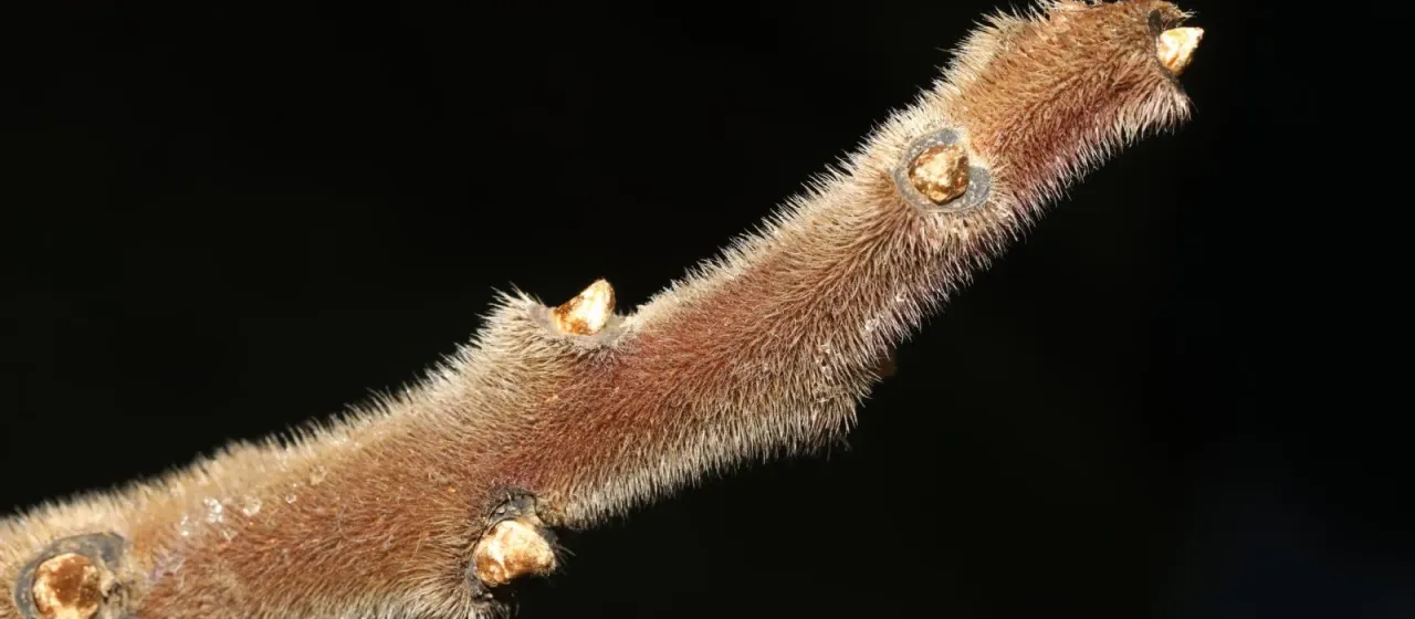 Staghorn sumac