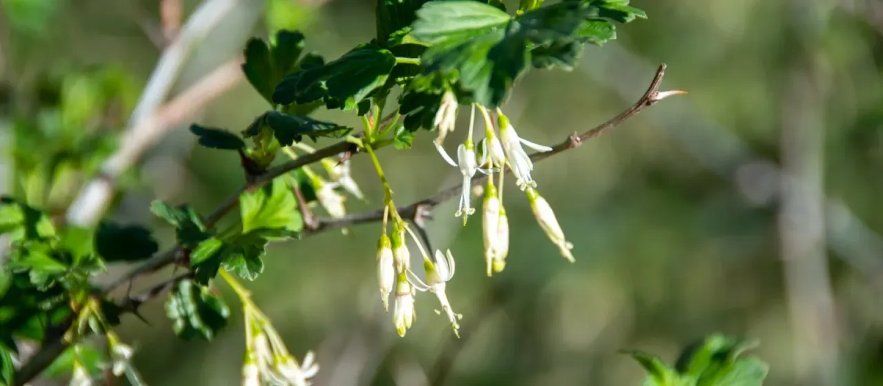 Snake River Gooseberry
