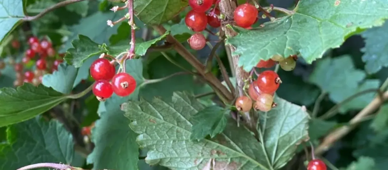 Redcurrant