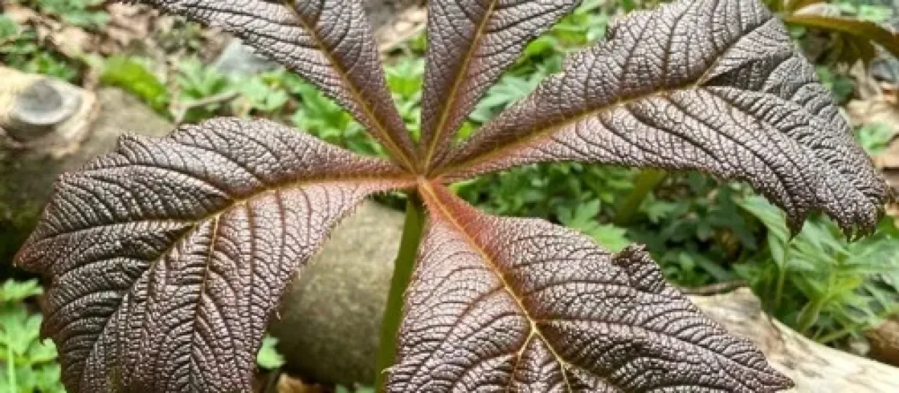 Rodgersia podophylla