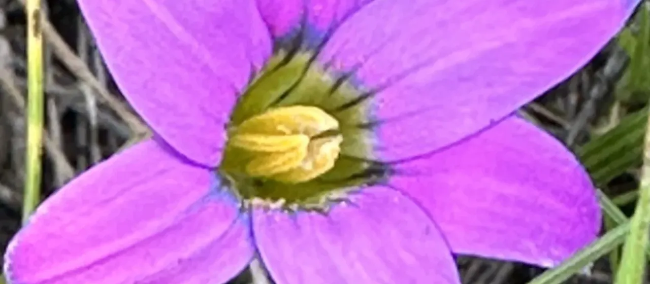 Romulea rosea