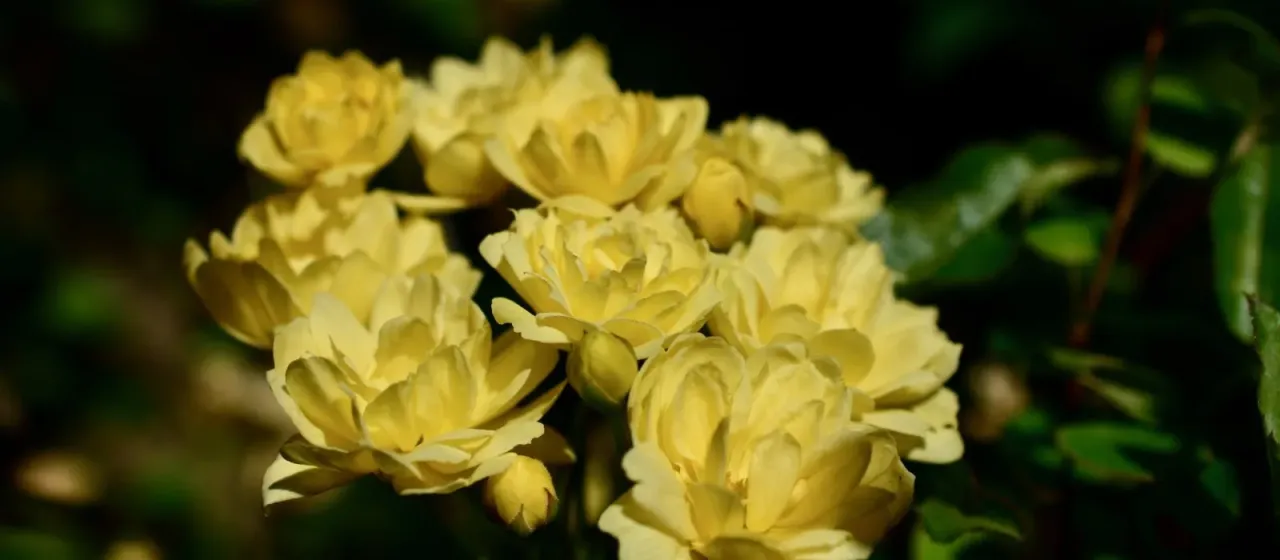 Lady Banks' rose