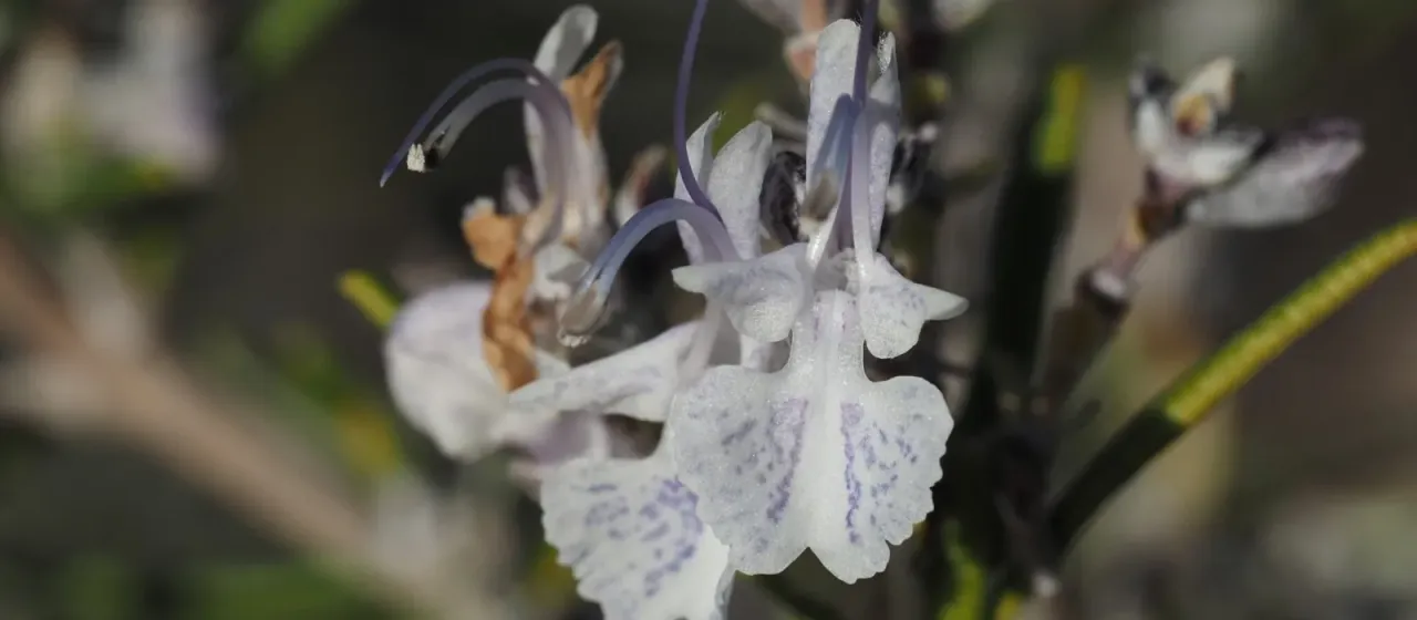 Rosemary