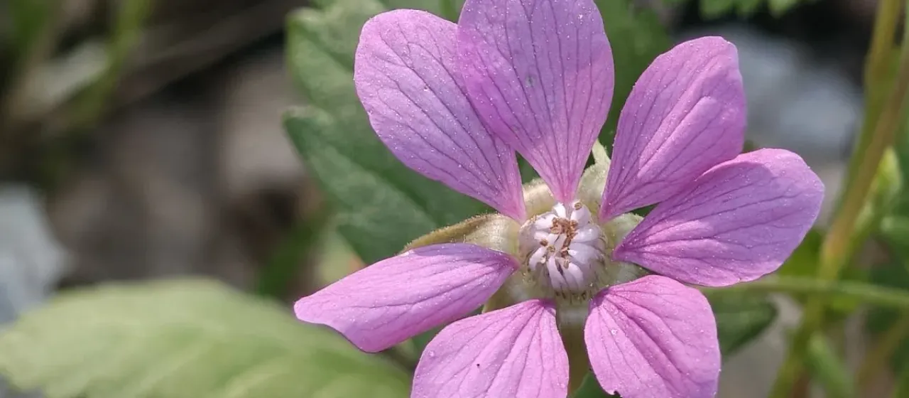 Arctic raspberry