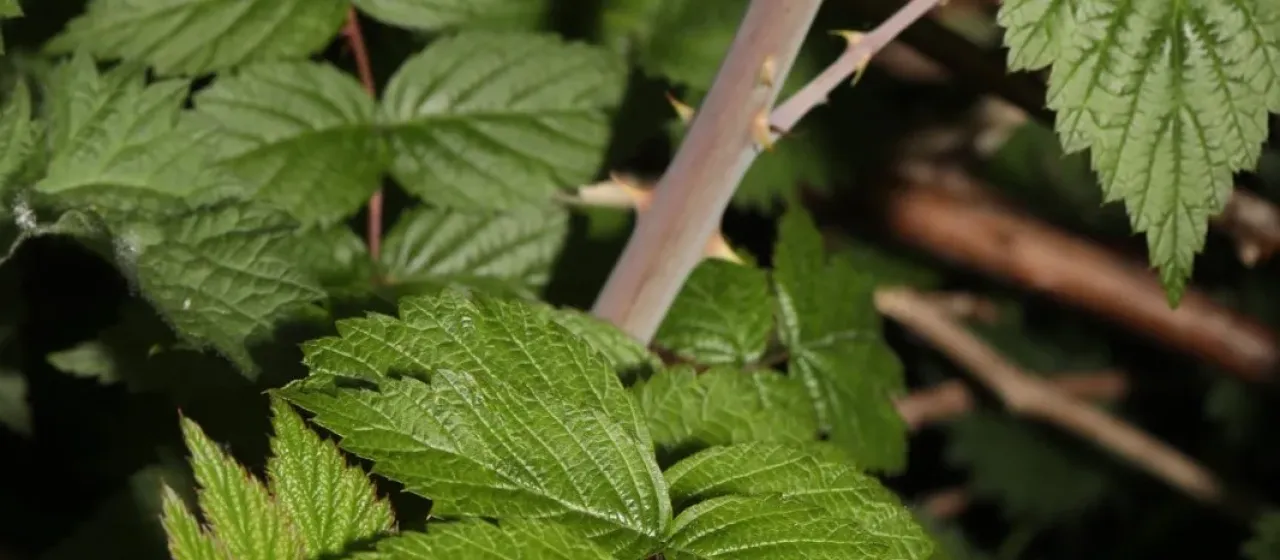 White-stemmed bramble