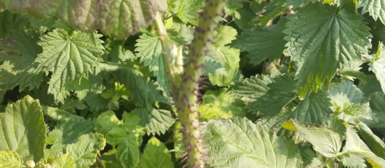 Boysenberry