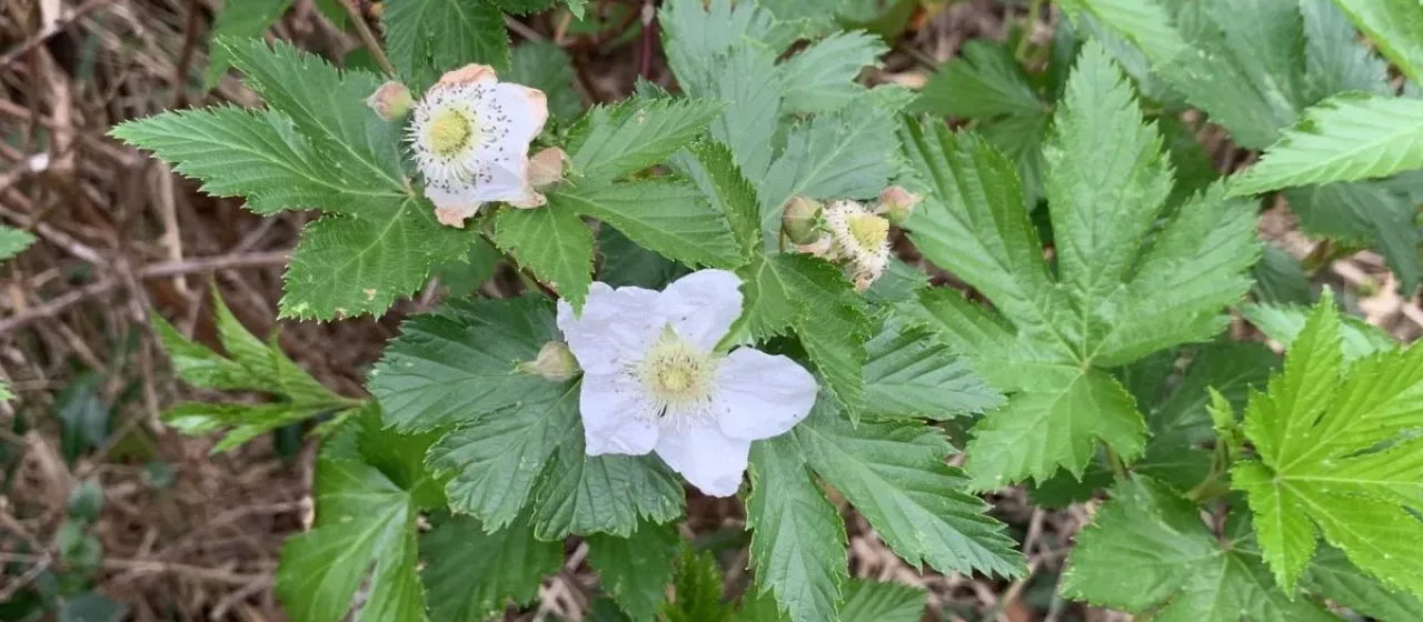 Rubus trifidus Thunb.