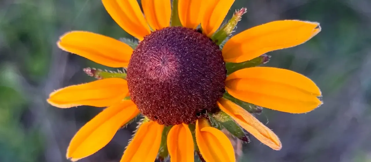 Black-eyed Susan