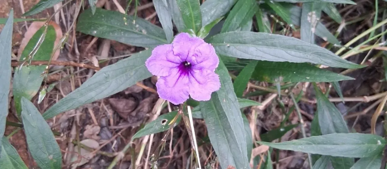 Mexican blue-bells