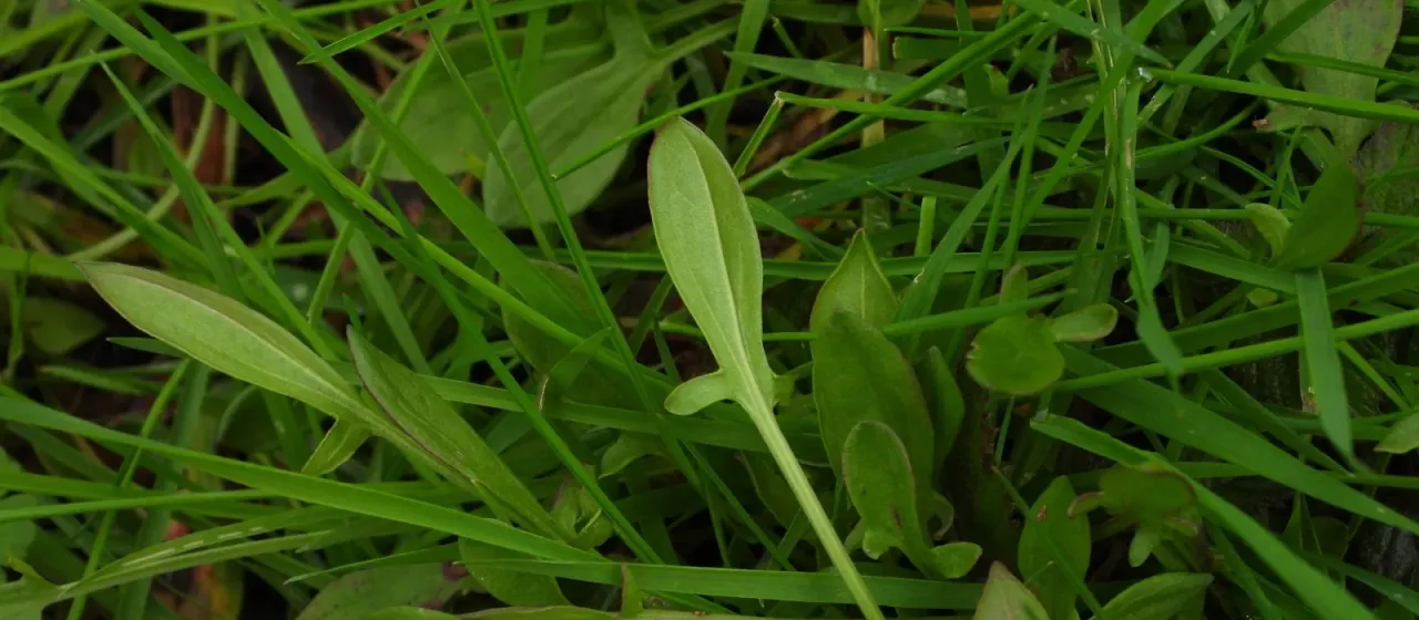 Rumex acetosella L.