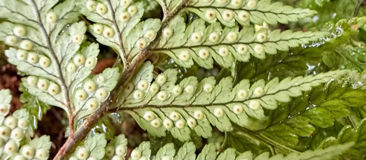 Leather Fern