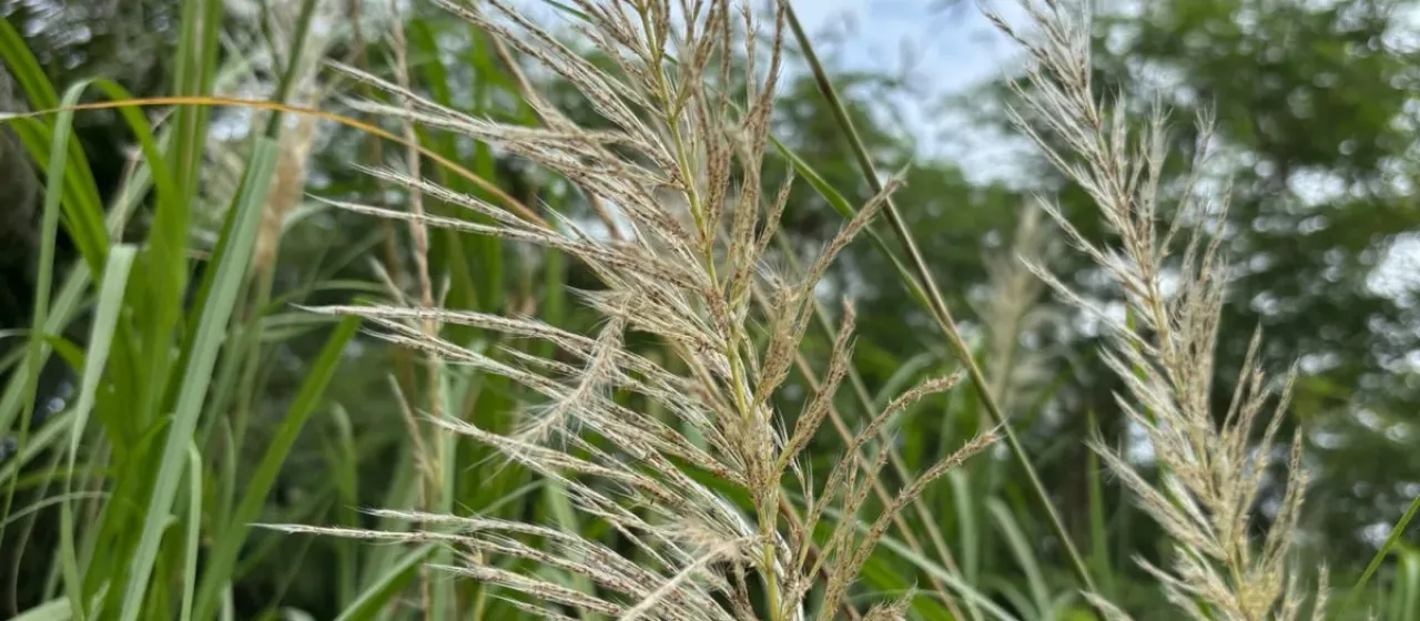 Wild sugarcane
