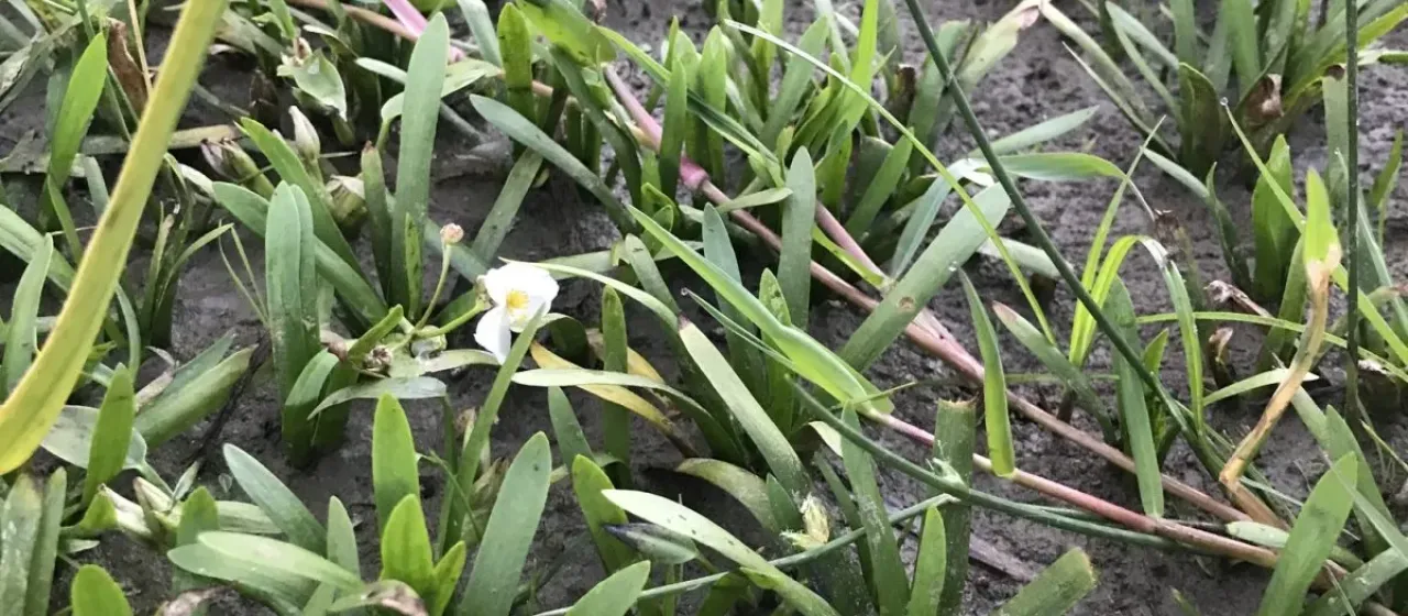 Sagittaria pygmaea Miq.