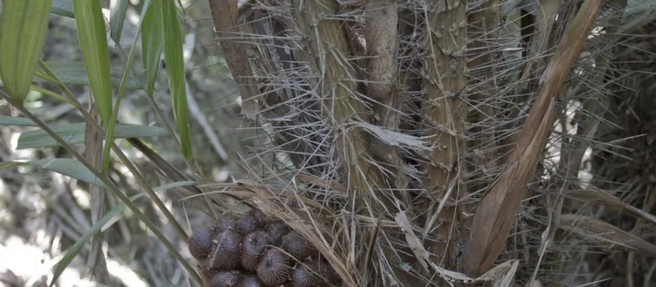 Salak