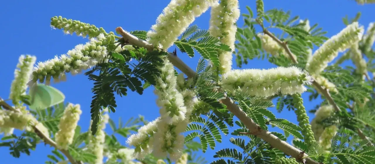 Senegalia senegal