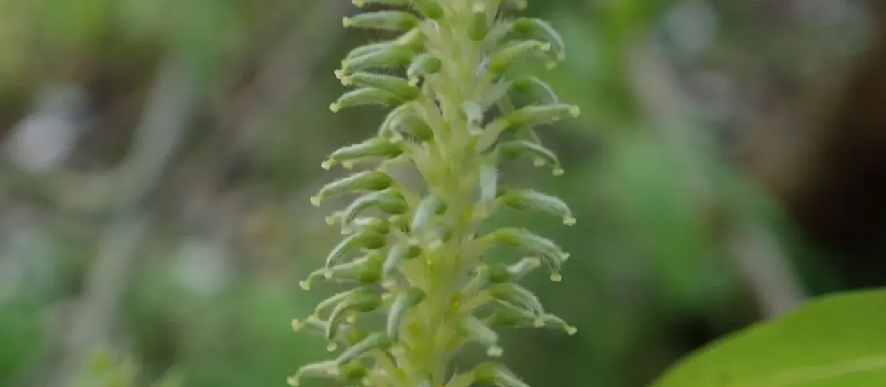Pedicellate willow
