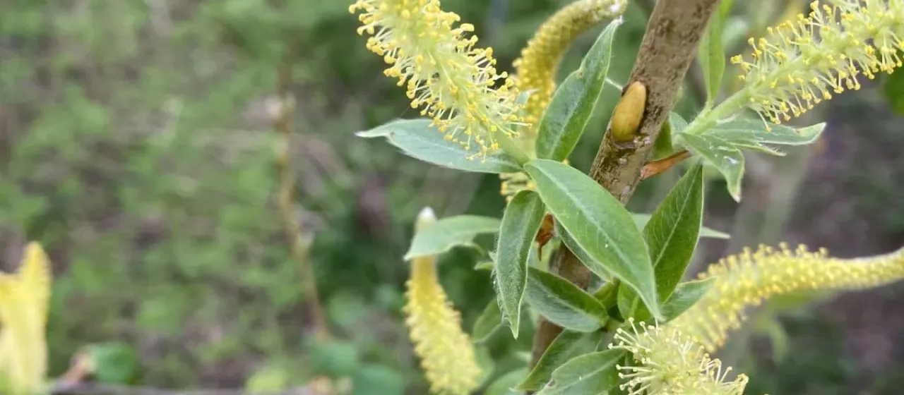 French willow