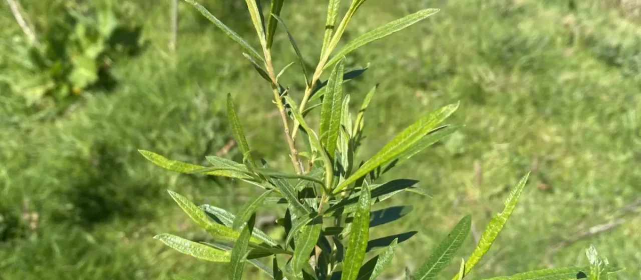 Basket willow