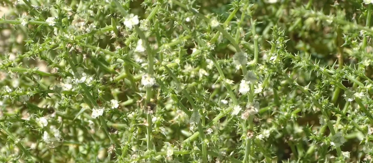Salsola kali L.