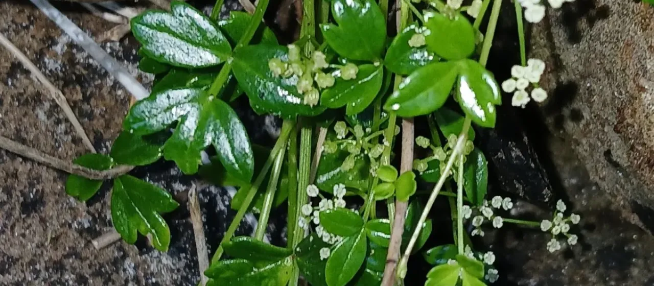 Apium prostratum Labill.