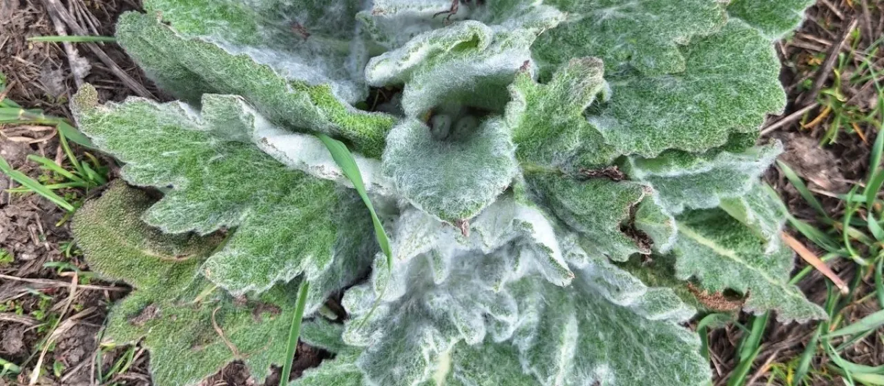 African sage