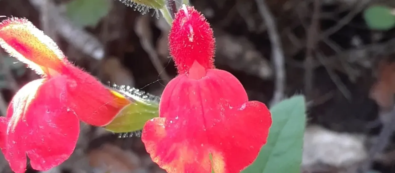 Salvia blepharophylla Brandegee ex Epling