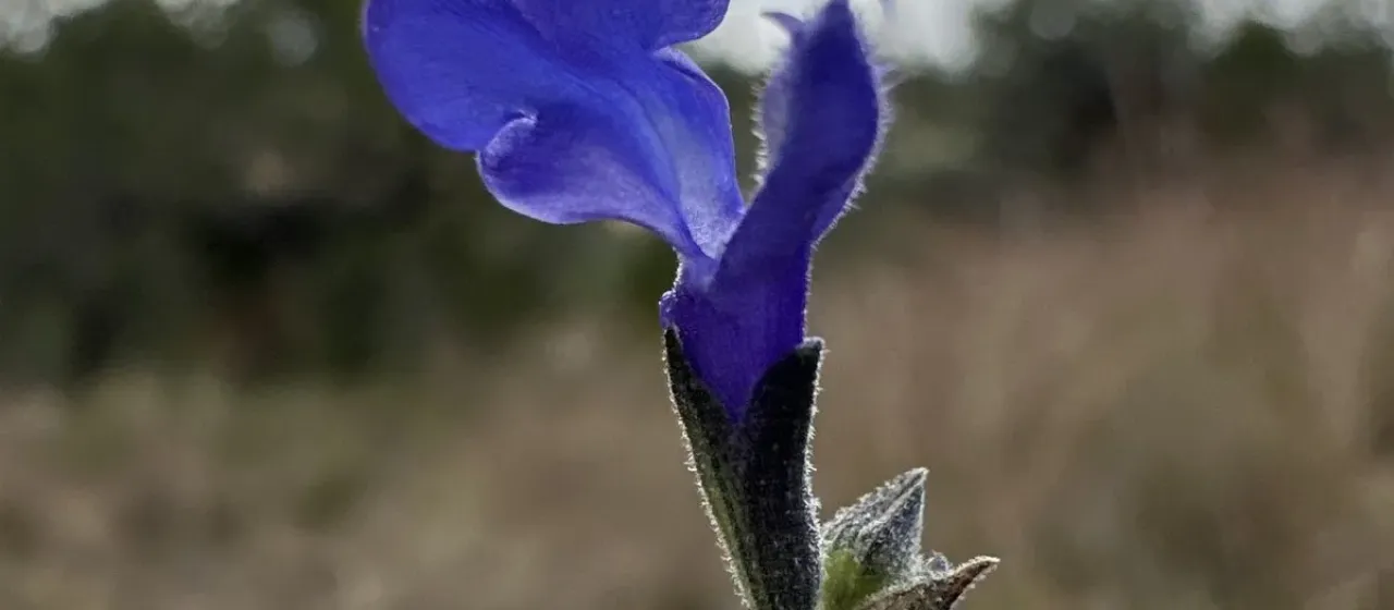 Germander sage