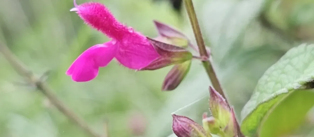 Salvia chiapensis Fernald