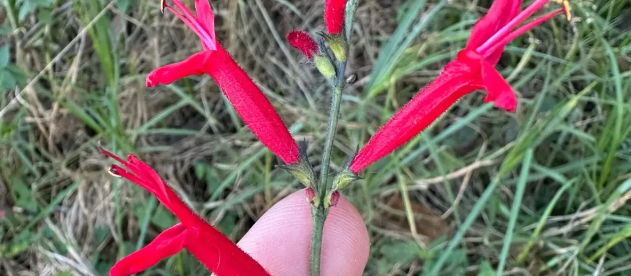 pineapple sage