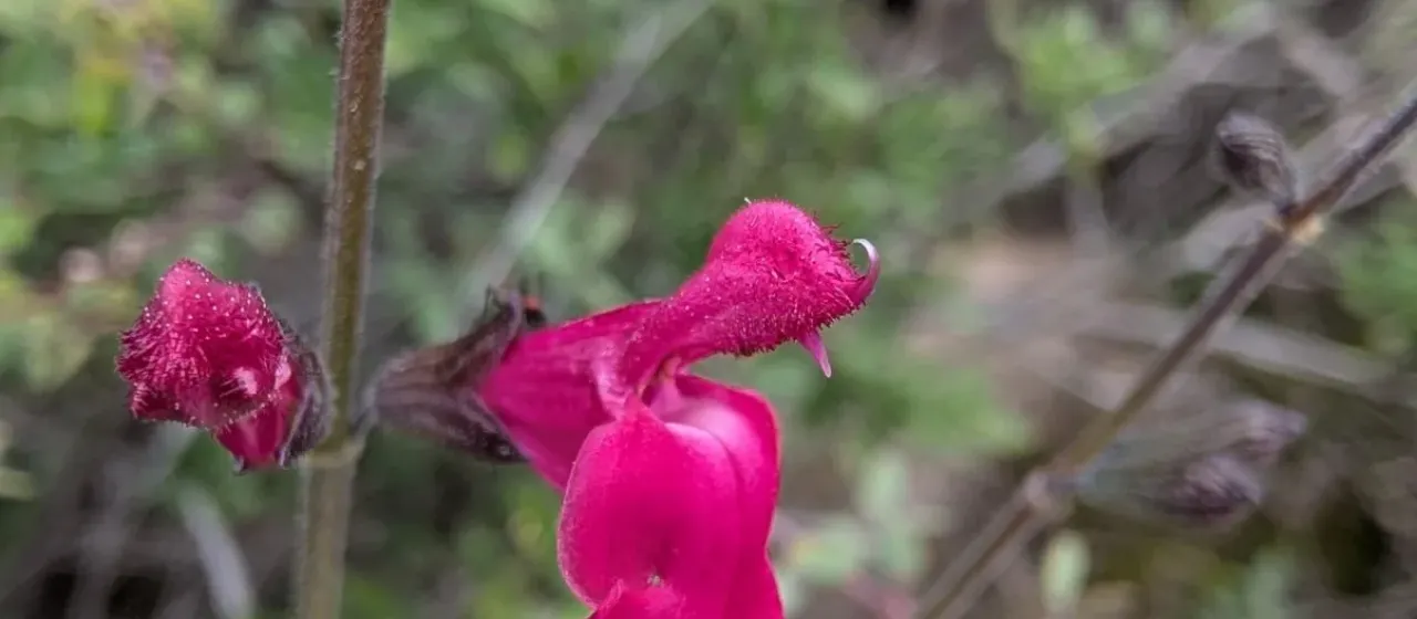 Autumn sage