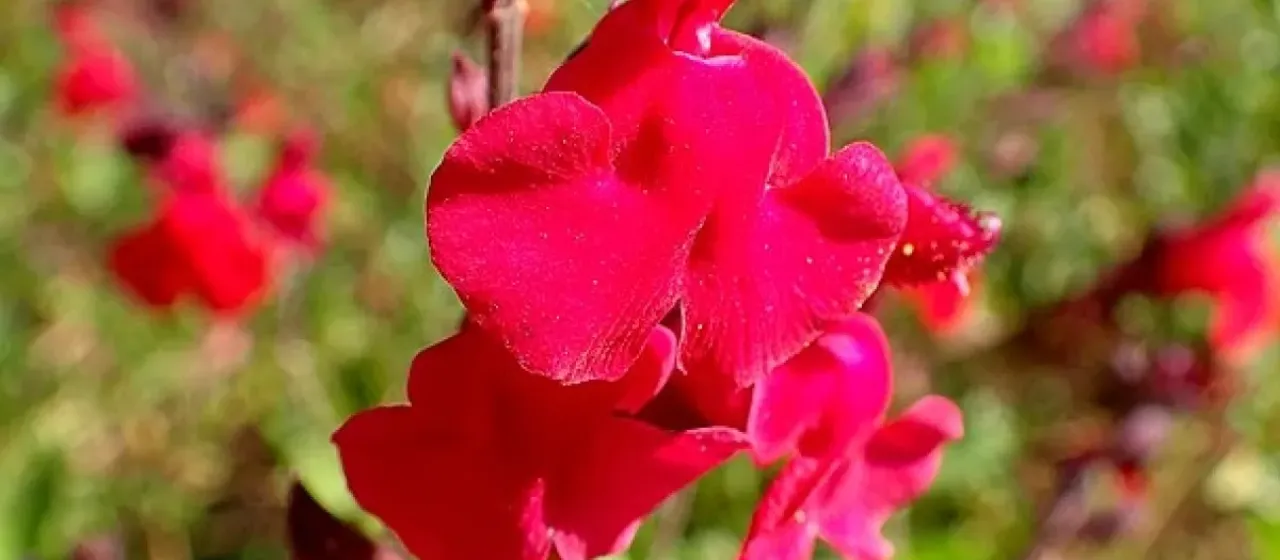 James's sage