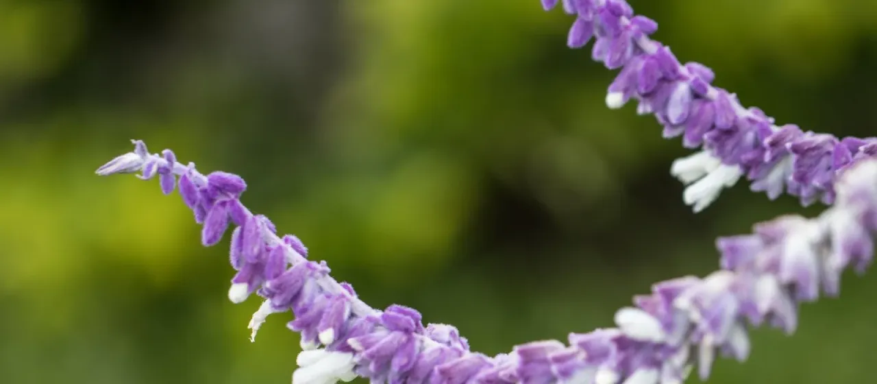 Mexican Bush Sage