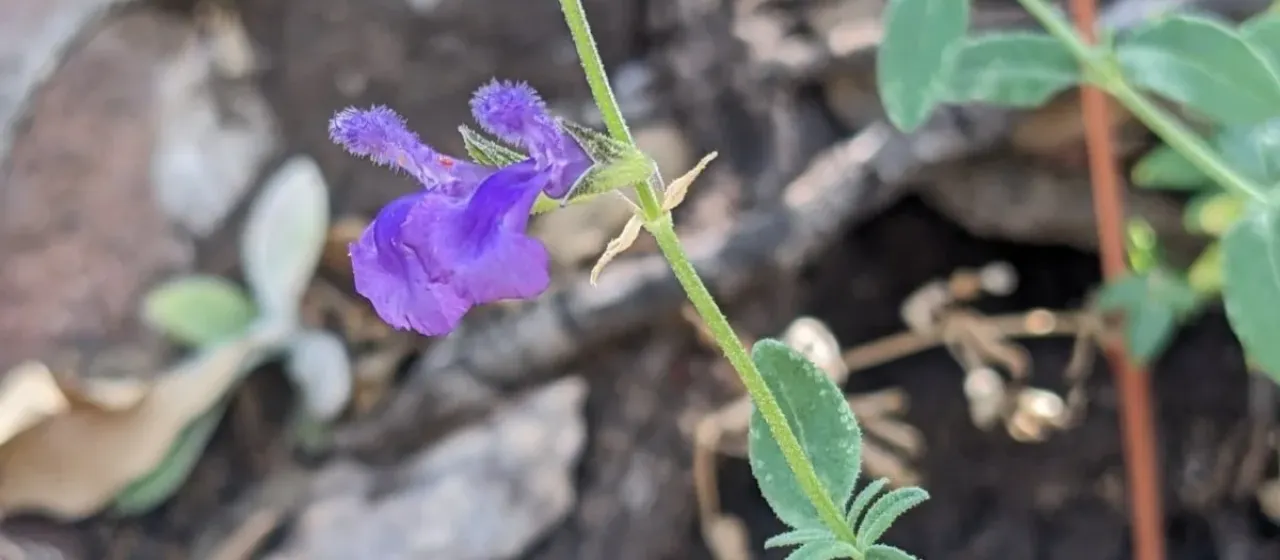 Canyon sage