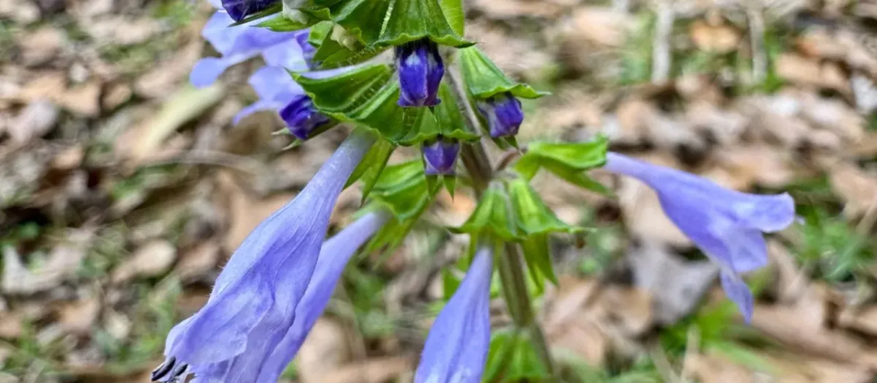 Lyre-leaf sage