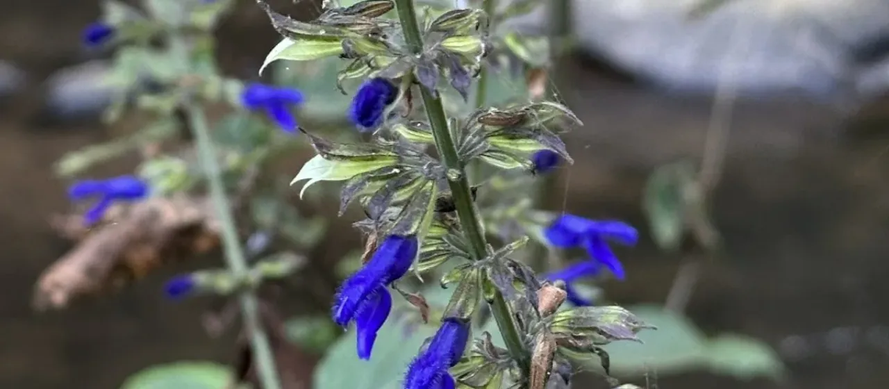 Mexican sage