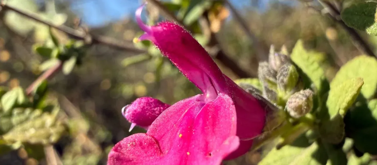 Cherry sage