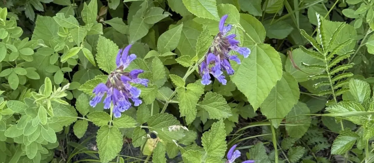 Chinese salvia