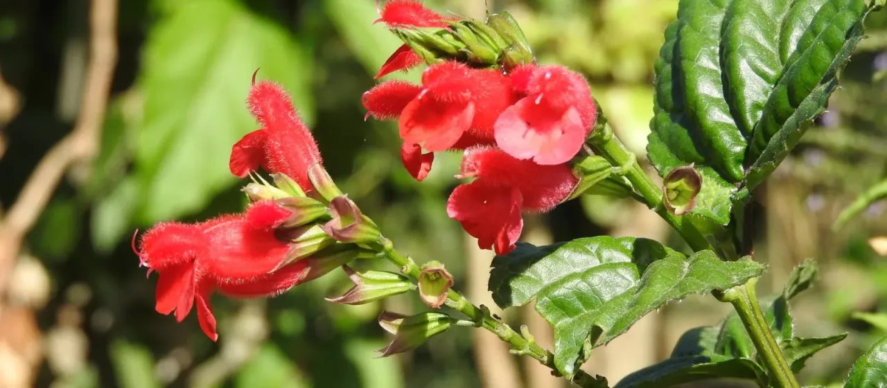 Salvia miniata