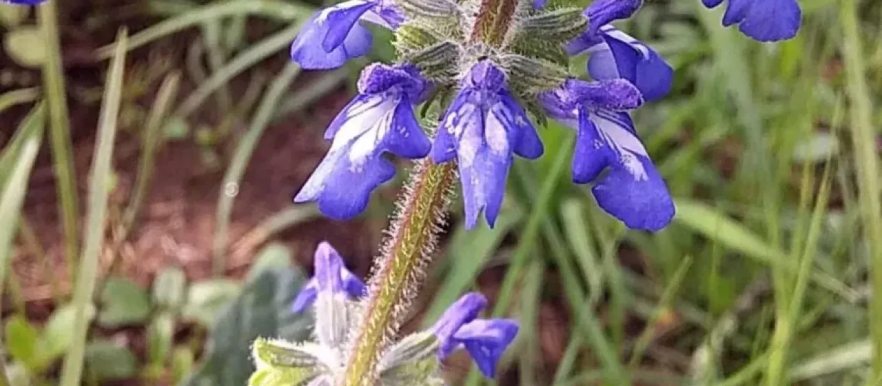 Dwarf sage