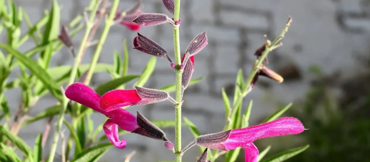 Salvia orbignaei