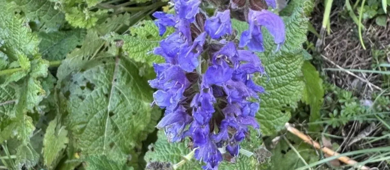Meadow sage