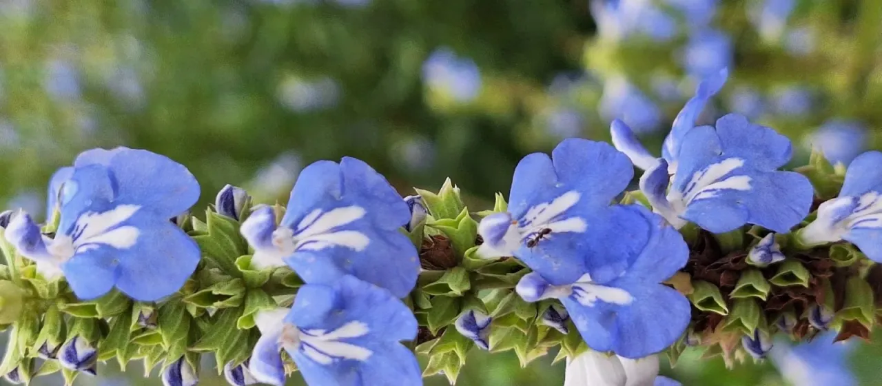 Salvia uliginosa Benth.