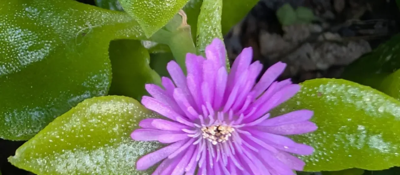 Heartleaf aptenia
