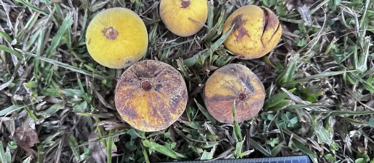 Santol